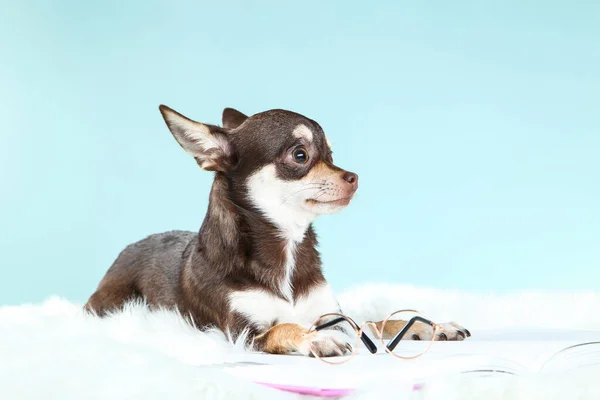 Chihuahua Perro Con Bloc Notas Anteojos Sobre Fondo Azul — Foto de Stock