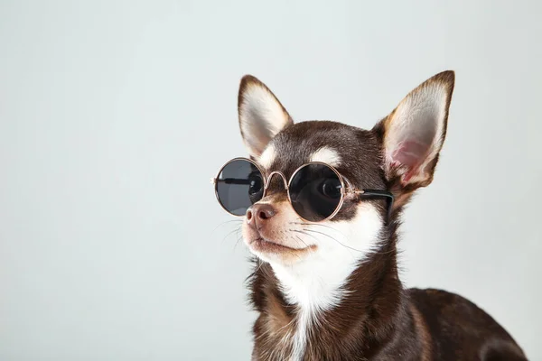 Chihuahua Pies Okularach Przeciwsłonecznych Szarym Tle — Zdjęcie stockowe