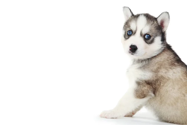 Chiot Husky Isolé Sur Fond Blanc — Photo