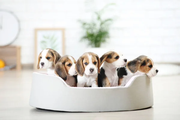Beagle Κουταβάκια Κάθεται Μαλακό Κρεβάτι Στο Σπίτι — Φωτογραφία Αρχείου