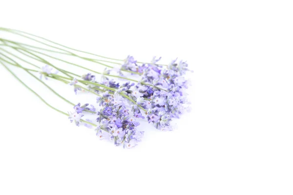Levendula Virágok Elszigetelt Fehér Háttér — Stock Fotó