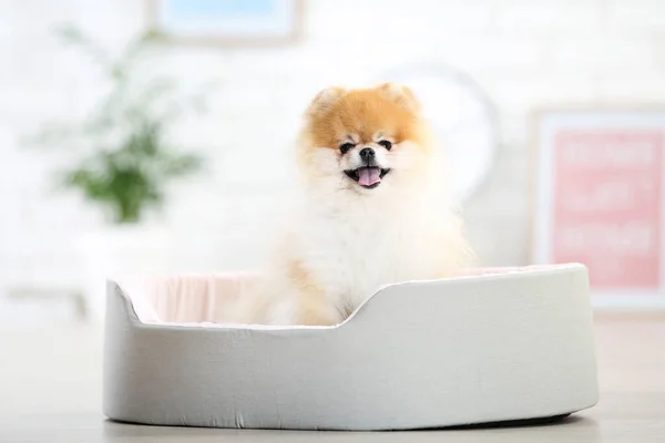 Pomeranian Dog Sitting Soft Bed — Stock Photo, Image