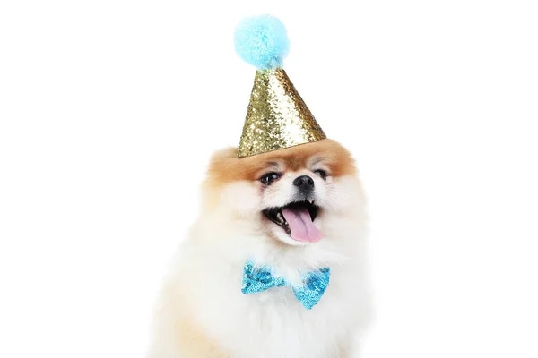 Pomeranian Hond Met Strikje Verjaardagskap Geïsoleerd Witte Achtergrond — Stockfoto