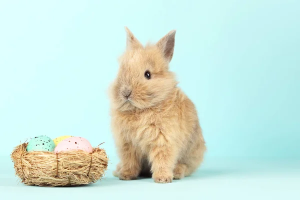 Lapin Lapin Avec Des Œufs Pâques Dans Panier Sur Fond — Photo