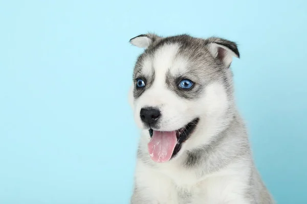 Husky Szczeniak Niebieskim Tle — Zdjęcie stockowe