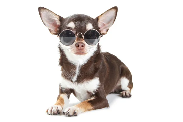 Chihuahua Pies Okularach Przeciwsłonecznych Izolowane Białym Tle — Zdjęcie stockowe