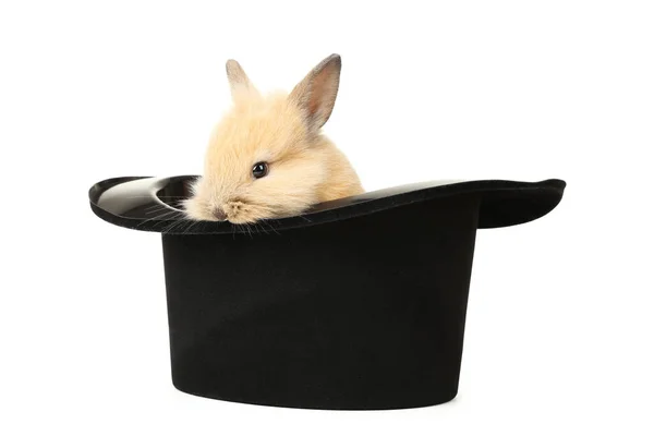 Bunny Konijn Zwarte Hoed Geïsoleerd Witte Achtergrond — Stockfoto