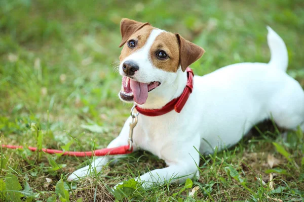 Gyönyörű Jack Russell Terrier Kutya Parkban — Stock Fotó