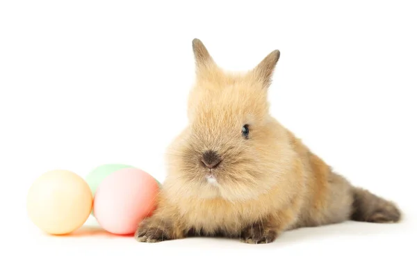 Lapin Lapin Aux Œufs Pâques Isolé Sur Fond Blanc — Photo