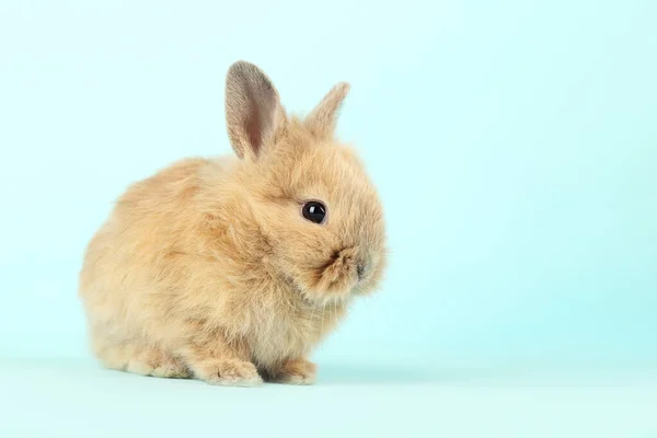Conejo Conejo Sobre Fondo Azul — Foto de Stock
