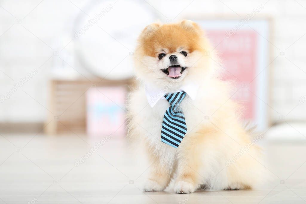 Pomeranian dog in necktie sitting on the floor
