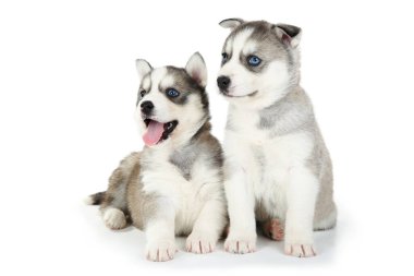 Beyaz arka planda izole edilmiş Husky yavruları.