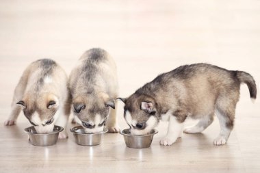 Evde kaseden yemek yiyen köpek yavruları.