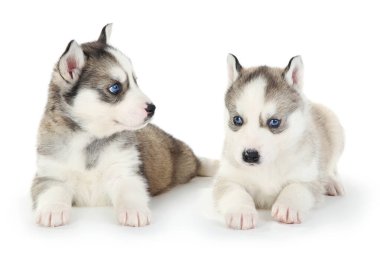 Beyaz arka planda izole edilmiş Husky yavruları.