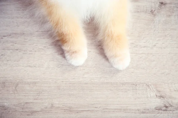 Kleine Pfoten Eines Pommerschen Hundes Auf Dem Fußboden — Stockfoto