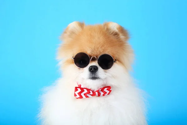 Pomeranian Hond Met Strikje Zonnebril Blauwe Achtergrond — Stockfoto