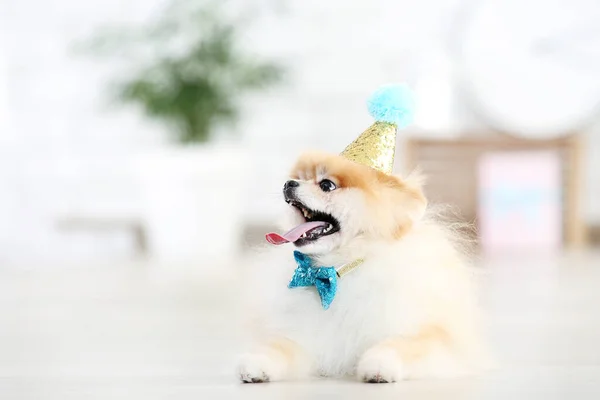 Pommerska Hund Med Fluga Och Födelsedagshatt Liggande Golvet — Stockfoto
