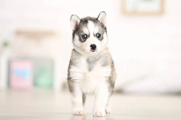 Husky Welpe Steht Hause Zimmer — Stockfoto