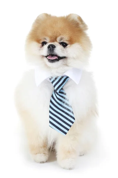 Pomeranian Hond Met Stropdas Geïsoleerd Witte Achtergrond — Stockfoto