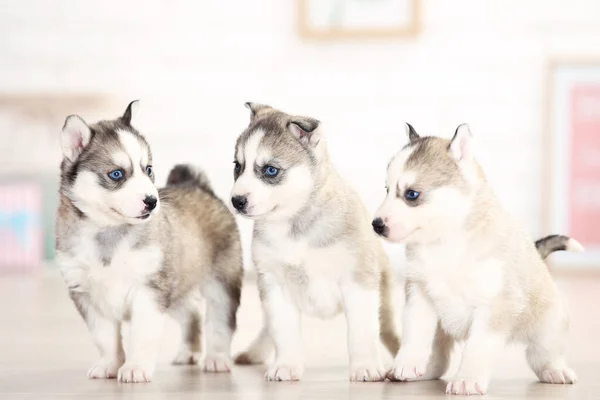 Husky Puppies Standing Room Home — 스톡 사진