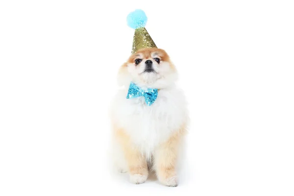 Pommerscher Hund Mit Fliege Und Geburtstagskappe Isoliert Auf Weißem Hintergrund — Stockfoto