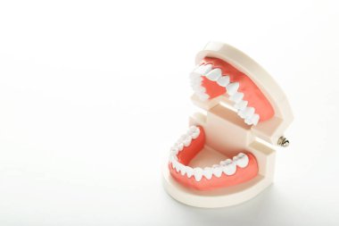 Beyaz arka plan üzerinde izole dişler modeli