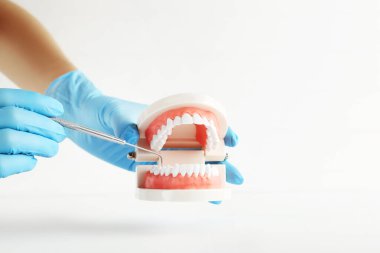 Diş modelleri ve dişçi aletleri gri arka planda.