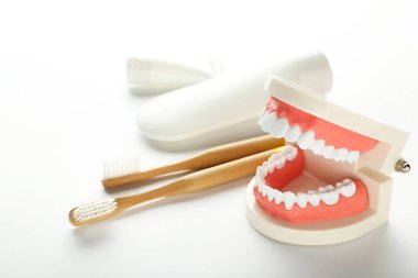 Beyaz arkaplanda diş fırçası olan diş modeli