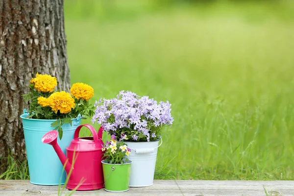 Regadera Con Flores Cubos Sobre Tabla Madera —  Fotos de Stock