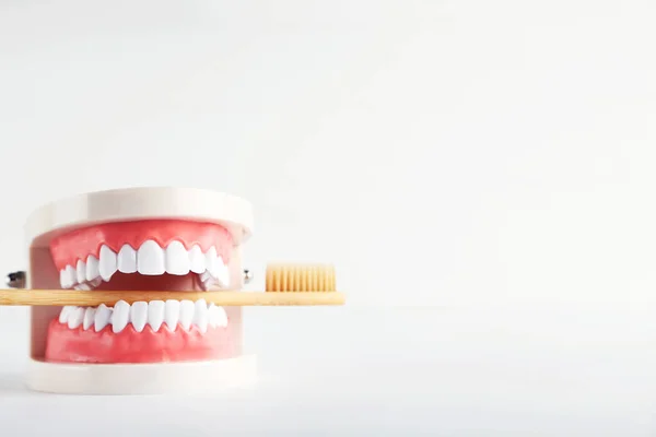 Teeth Model Toothbrush Isolated White Background — Stock Photo, Image