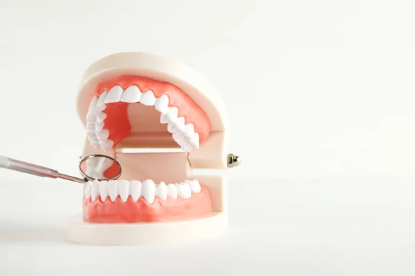 Modelo Dentes Com Espelho Dental Isolado Fundo Branco — Fotografia de Stock