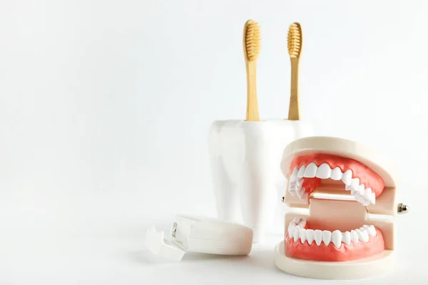Модель Зубов Зубными Щетками Зубной Нитью Сером Фоне — стоковое фото