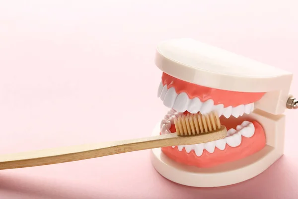 Teeth Model Toothbrush Pink Background — Stock Photo, Image