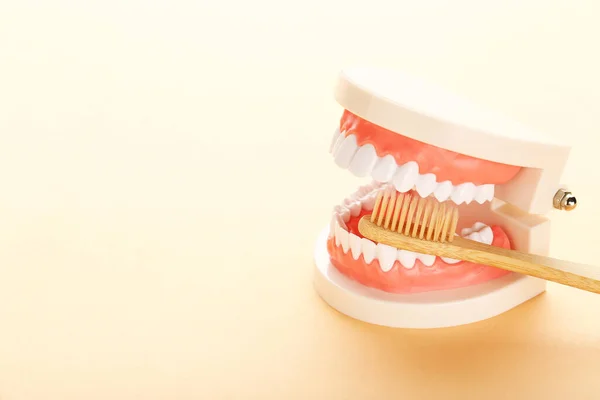 Teeth Model Toothbrush Beige Background — Stock Photo, Image