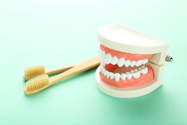 Teeth Model Toothbrushes Mint Background — Stock Photo, Image