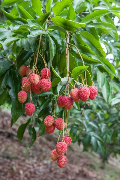 Ağaç dalından sarkıyordu olgun taze lychees demet.