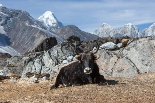 Gros yak népalais noir avec de grandes cornes regarde dans la caméra dans le village éloigné de l'Himalaya . — Photo