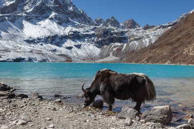Büyük siyah Himalaya yak içme suyu Nepal Gokyo Gölü.