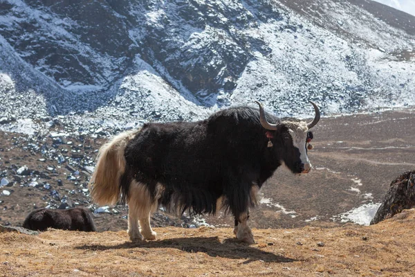 Grand yak népalais noir avec queue blanche regarde dans la caméra dans le village éloigné de l'Himalaya . — Photo