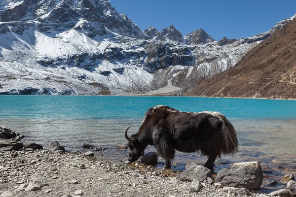 Grand yak noir de l'Himalaya eau potable du lac Gokyo au Népal . — Photo