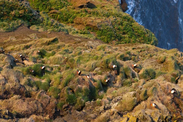 Uccelli pulcinella che riposano sulla scogliera in Vic Islanda Meridionale Birdwatching of puffins in Islanda — Foto Stock