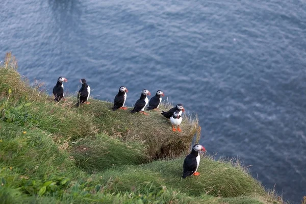 Familia de frailecillos en el acantilado del sur de Islandia Observación de aves de frailecillos en Islandia durante — Foto de Stock