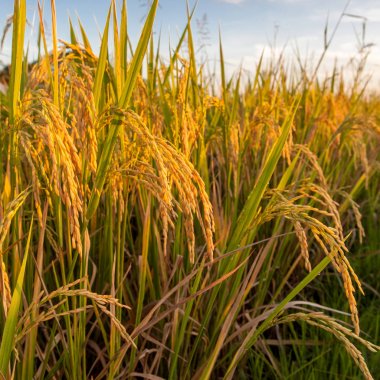 Batan güneşin tecavüz pirinç hasat yaktı kaynaklanıyor altın pirinç kulakları aşağı asılı pirinç kulaklar