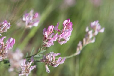 Güzel pembe dağ çiçek yeşil çim zemin üzerine