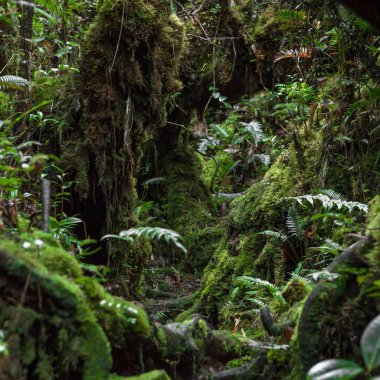 Sabah Malezya içinde Trus Madi dağın yosunlu ormanda iz
