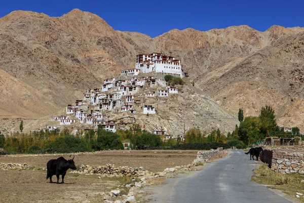 Gompa monasterio budista tibetano en Ladakh Norte de la India Camino que conduce al monasterio budista con —  Fotos de Stock