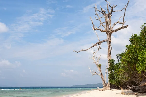 Мертвое дерево в лесу на пляже на острове Хавелок Андаманс Индия Огромное мертвое дерево на берегу моря — стоковое фото