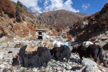 Everest Base Camp Treknepal 22 Ekim 2015 siyah Nepalce grup çıkarıyor onların ağır taşıma