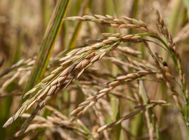 Sarı olgun pirinç ani artış pirinç alan Kuzey Tayland
