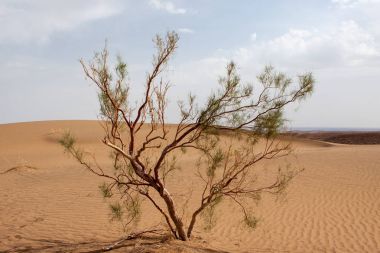 Iran Dashte Kavir çölde tek tamarix ağaç